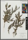 Foto von Salix alba L.